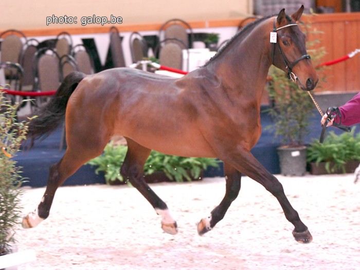 Cyclus Jonge paarden Hulsterlo  23-25/5/2007