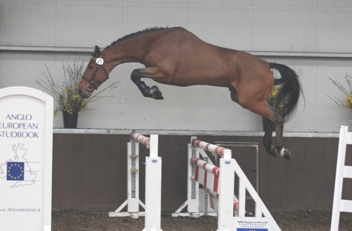 Flawless Cadeau de Muze at GCL Play-Offs