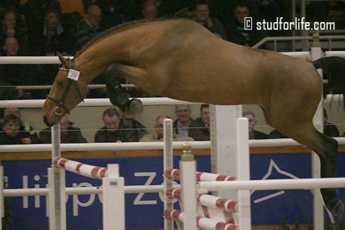 cyclus Jonge paarden Hulsterlo