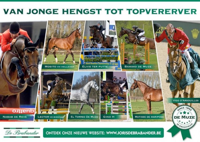 VAN JONGE HENGST TOT TOPVERERVER