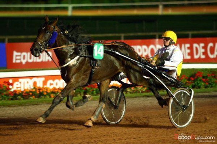 Stal de Muze scoort ook in de drafsport