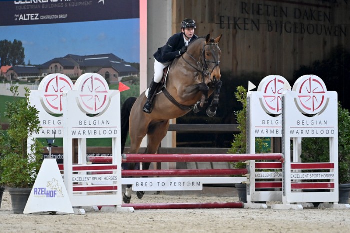 Young stallions show themselves in the stallion competition