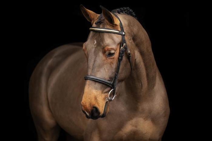 Focus op Quickly en Special Star