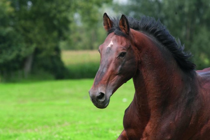 Nabab-son grabs Opglabbeek GP