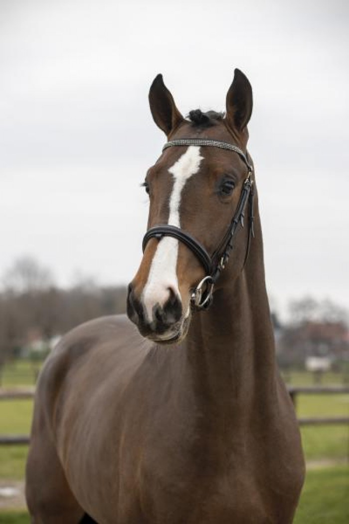 Third phase BWP stallion approvals brings in three new stallions