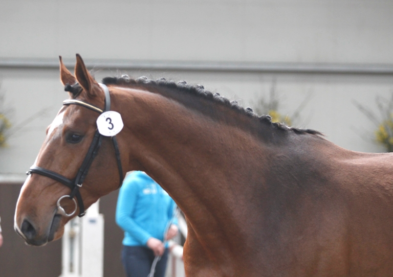 PAVO HENGSTENCOMPETITIE GESVES