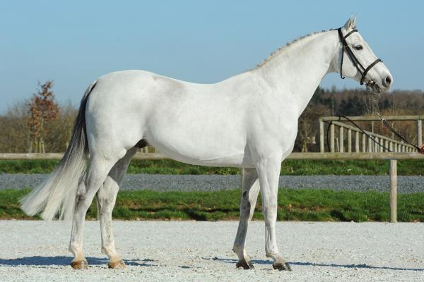 Malito de Reve maakt dekseizoen af in België