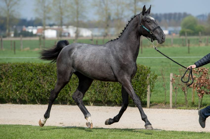 Last Hours ET Auction Young Horse Edition